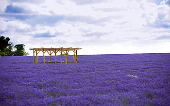 Hokkaido, japanese, lavander, field, japan, sky, nature HD wallpaper