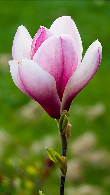 Magnolia HD phone wallpaper