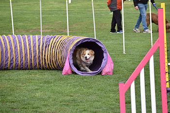 Croydon Dog Club, Dog Sports HD wallpaper