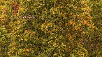 Nature, Trees, Autumn, Foliage HD wallpaper