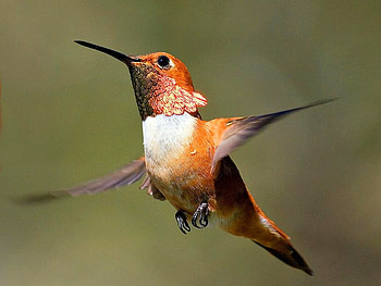 Humming Bird, humming, beautiful, bird HD wallpaper