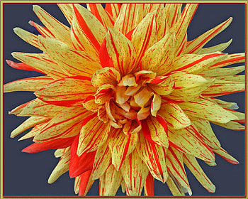 Autumn Colors, autumn, dahlia, nature, flower HD wallpaper