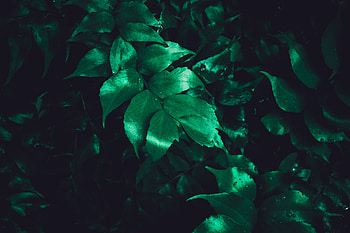 Nature, Leaves, Plant, Shine, Brilliance, Surface HD wallpaper