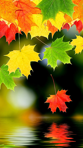 Colorful leaves , Nature's palette HD phone wallpaper