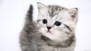 Tender kitten, animal, kitten, cute, cat HD wallpaper