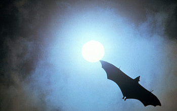 bat, sky, moon, cloud HD wallpaper