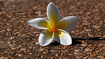 Plants, Flowers HD wallpaper