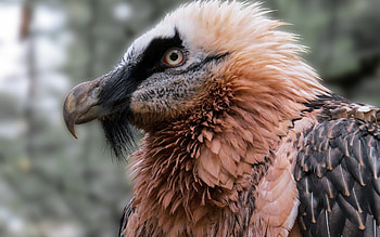 Bearded Vulture, Stunning , Striking backgrounds HD wallpaper
