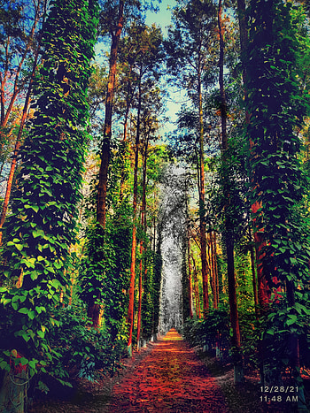In to the woods, beautiful, forest, orenge, road, meaning, people in nature, plant, black, wood, forests HD phone wallpaper