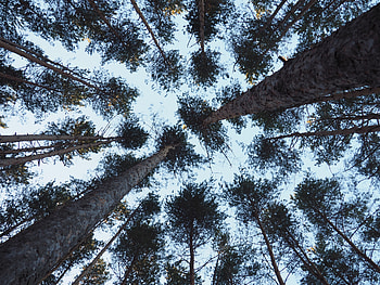 Nature, Trees, Branches, Branch, Trunks, Bottom View HD wallpaper