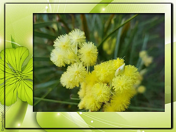 FRAMED WATTLE, PRETTY, FLOWERS, WATTLE, FRAMED HD wallpaper