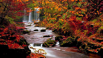 Fall Trees | Autumn Trees Nature Landscape Leaf Leaves Background … HD wallpaper