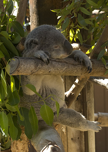Funny, Animals, Leaves, Animal, Sleep, Dream, Koala HD phone wallpaper