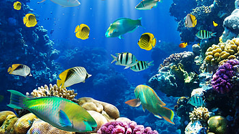 environment , Cat HD wallpaper