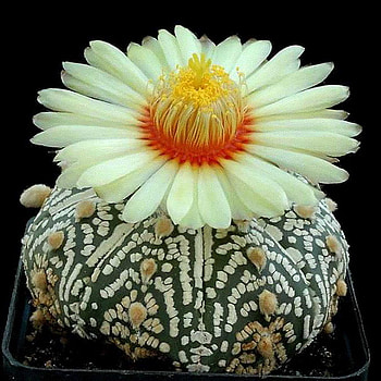 cactus, yellow, flower, blooming, macro HD wallpaper