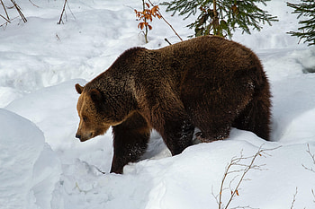 Animals, Snow, Muzzle, Bear, Predator, Brown Bear HD wallpaper