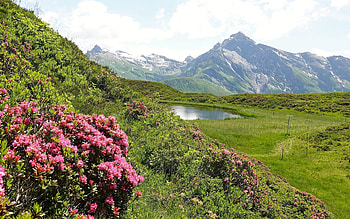 Swiss Alps, Switzerland, rhododendrons, mountains, lake HD wallpaper