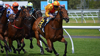 Race horses , Posted by Zoey Walker HD wallpaper