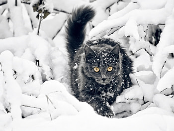 Animals, Cats, Snow HD wallpaper