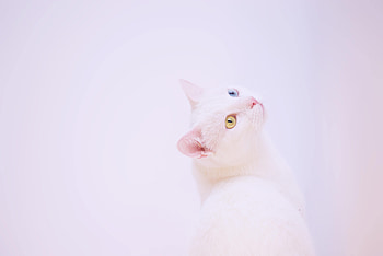 Cat, Muzzle, Minimalism, Heterochromia HD wallpaper