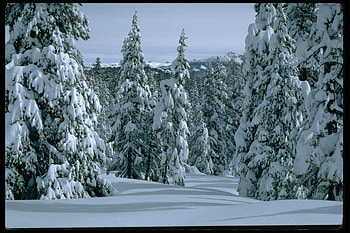 Landscape, Winter, Trees, Fir-Trees HD wallpaper