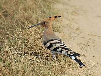 Hoopoo Bird, grass, road, hoopoo, bird HD wallpaper