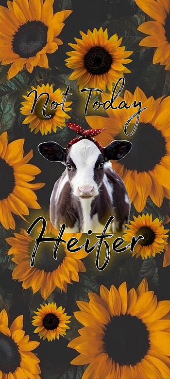 Sunflower love, heifers, cow HD phone wallpaper