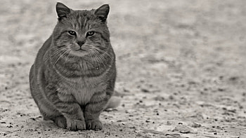 Serious cat, grey, graphy, animals, cats, nature HD wallpaper