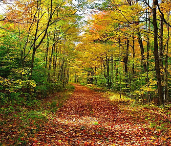 Autumn Road, trees, bushes, autumn, leaves HD wallpaper