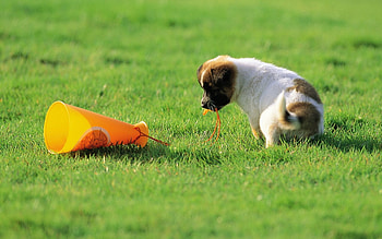 Animals, Grass, Dog, Toy, Puppy, Curiosity HD wallpaper