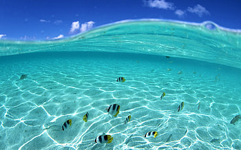 Living sushi, blue, blue sky, fishes, white, sky, fish, water, cloud HD wallpaper