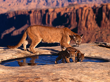 Animals, Puma HD wallpaper