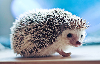 Animals, Needle, Sight, Opinion, Hedgehog HD wallpaper