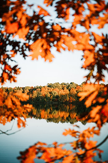 Landscape, Nature, Trees, Autumn, Lake, Shore, Bank HD phone wallpaper