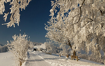 Winter, Nature, Road, Branches, Branch, Hoarfrost, Frost, Bench, Sunny HD wallpaper