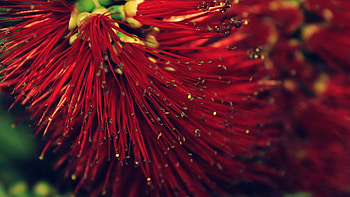 Plant, Macro, Bright HD wallpaper