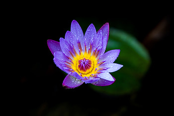 Flowers, Lilac, Drops, Bloom, Flowering, Water Lily HD wallpaper
