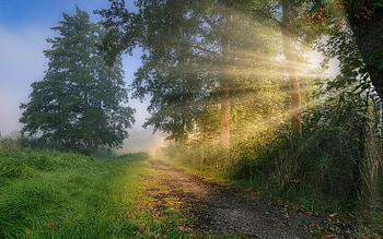 Path and Sunbeams, mist, path, trees, sunbeams, grass HD wallpaper
