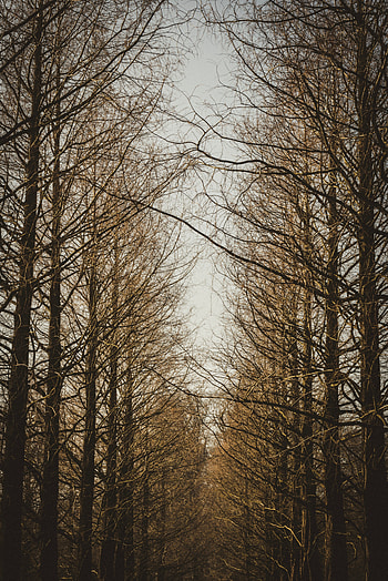 Nature, Trees, Sky, Autumn, Forest, Branches HD phone wallpaper