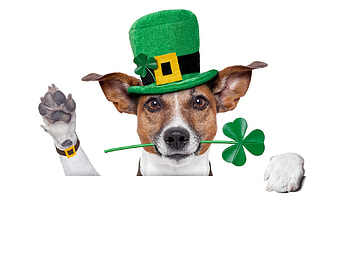 Kiss me! I'm Irish!, green, st patrick, paw, hat, caine, dog, white, clover, day, funny, card HD wallpaper