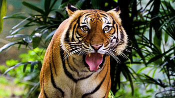 Animals, Tigers HD wallpaper