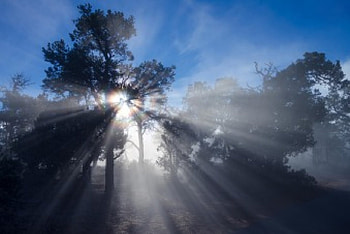 *, fog, sky, sun, tree HD wallpaper