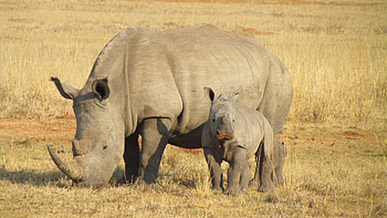 The southern white, Rhino HD wallpaper