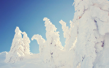 *** Winter in the woods ***, winter, white, snow, trees, nature HD wallpaper
