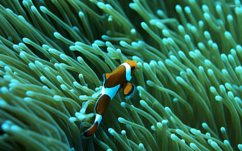 Clown fish , Animal-themed background, Underwater beauty, Stunning aesthetics HD wallpaper