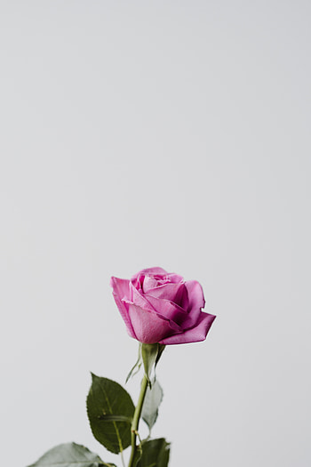 Flowers, Pink, Flower, Rose Flower, Rose, Minimalism HD phone wallpaper