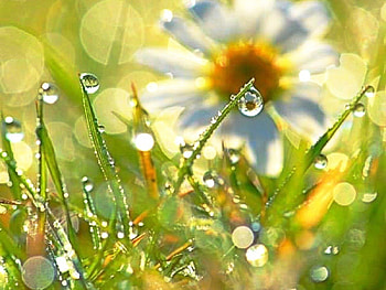 daisy, summer, Daysy, flower, drops, dew HD wallpaper