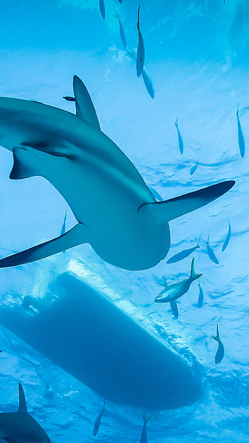Org21sharks, Swimming with sharks HD phone wallpaper