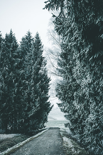 Winter, Nature, Trees, Snow, Road, Forest, Snow Covered, Snowbound HD phone wallpaper