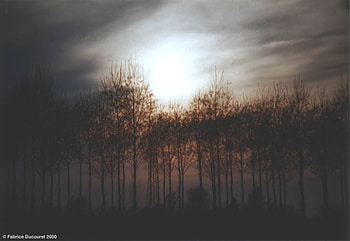 Above the Forest WDS, forests, grapy, landscapes, light, clouds, trees, sky, sun, evening HD wallpaper